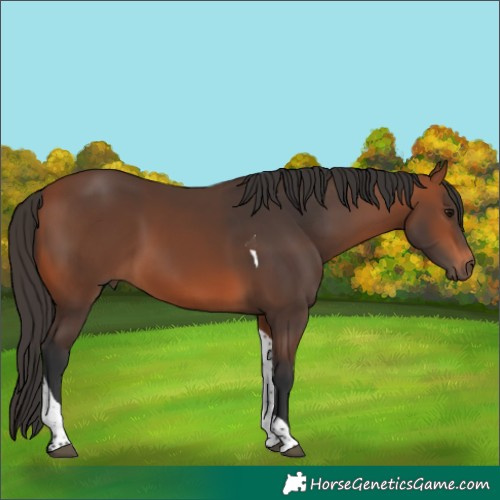 Horse Color:Bay Tobiano