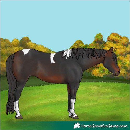 Horse Color:Bay Tobiano