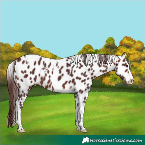 Horse Color:Chocolate Brown Splash Tobiano Skewed LP Spotted