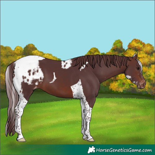 Horse Color:Chocolate Brown Tobiano Skewed LP Spotted 
