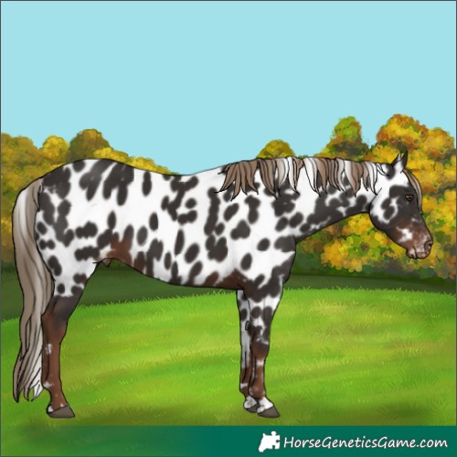 Horse Color:Liver Chestnut Skewed LP Spotted 
