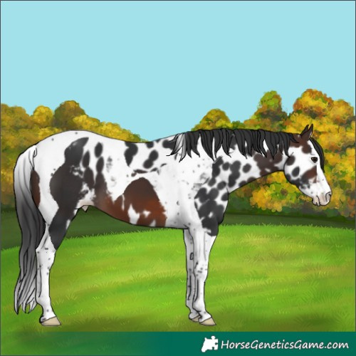 Horse Color:Brown Splash Tobiano Skewed Appaloosa 