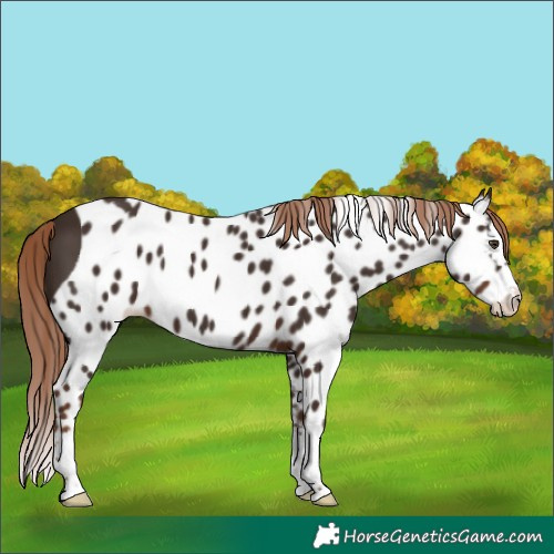 Horse Color:Liver Chestnut Splash Skewed Appaloosa