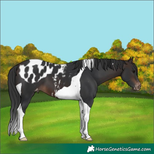 Horse Color:Brown Tobiano Skewed LP Spotted 