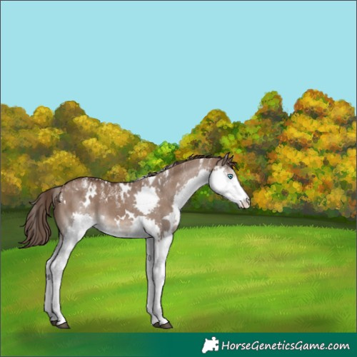 Horse Color:Powder White White Spotted Liver Red Dun Splash Rabicano 