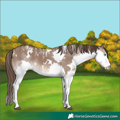 Horse Color:Powder White White Spotted Liver Red Dun Splash Rabicano 
