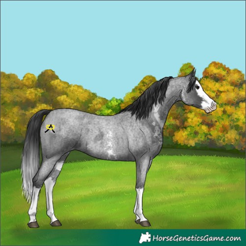Horse Color:Blue Roan Sabino Splash  and Blue Roan Sabino Splash 