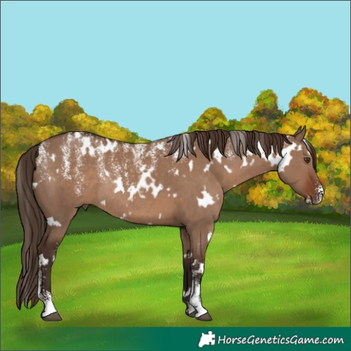Horse Color:Powder White White Spotted Liver Red Dun Rabicano
