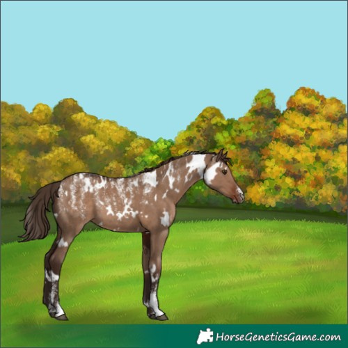 Horse Color:Powder White White Spotted Liver Red Dun Rabicano 