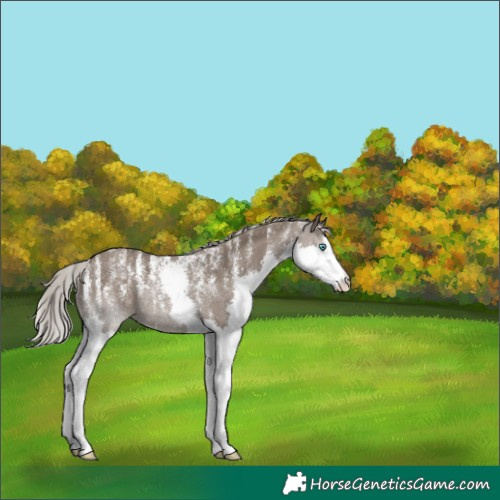 Horse Color:Powder White Silver Grullo Splash Rabicano 
