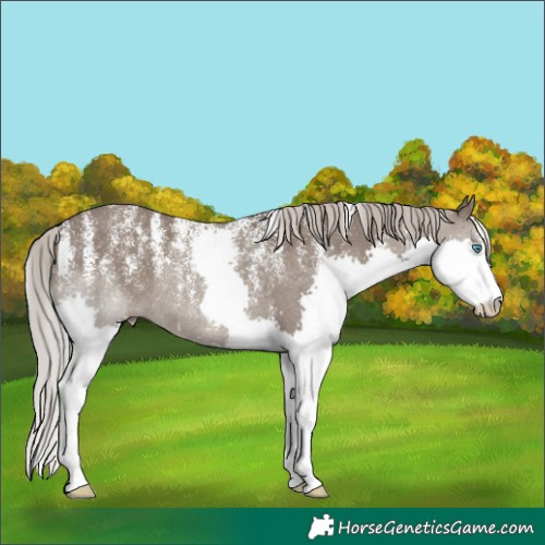 Horse Color:Powder White Silver Grullo Splash Rabicano 