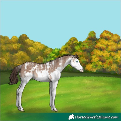 Horse Color:Powder White White Spotted Liver Red Dun Splash Rabicano 