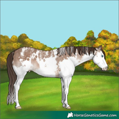 Horse Color:Powder White White Spotted Liver Red Dun Splash Rabicano