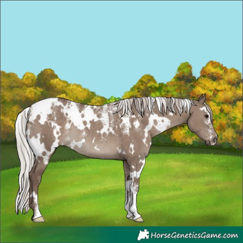 Horse Color:Powder White White Spotted Silver Grullo Rabicano 