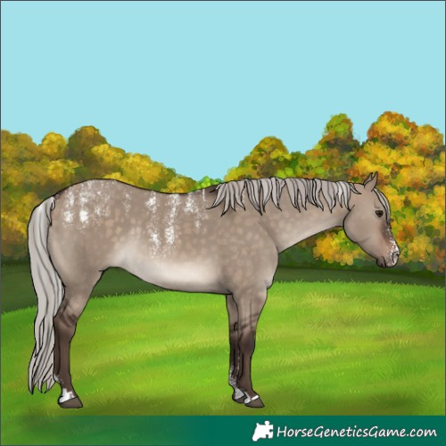 Horse Color:Powder White Silver Brown Dun Rabicano 