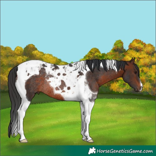 Horse Color:Brown Tobiano Rabicano