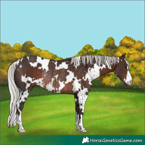 Horse Color:White Spotted Silver Brown Rabicano