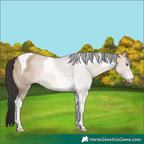 Horse Color:Bay Dun Tobiano Rabicano 