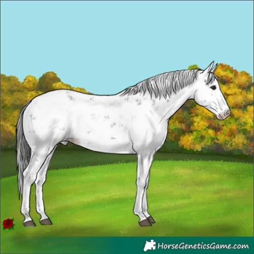 Horse Color:Brown Sabino Rabicano 