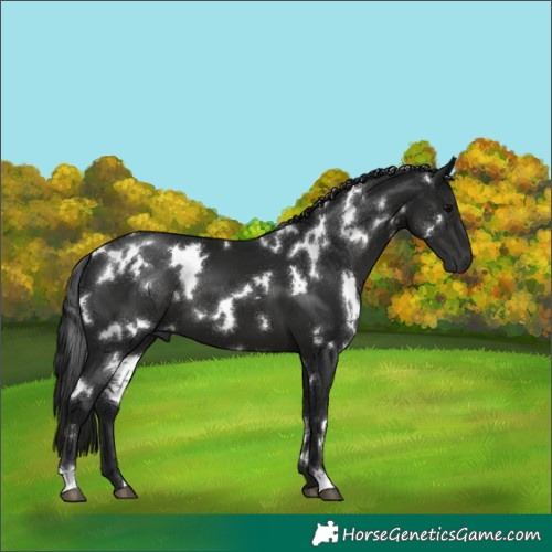Horse Color:Gray White Spotted Black 