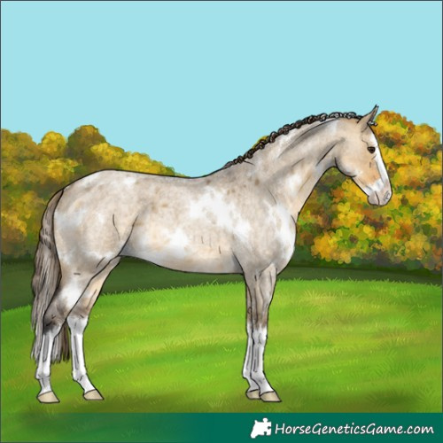 Horse Color:White Spotted Buckskin Roan Dun Splash Appaloosa 