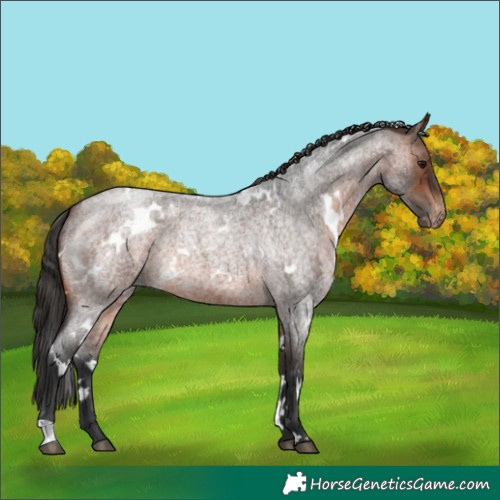 Horse Color:White Spotted Brown Roan Appaloosa 