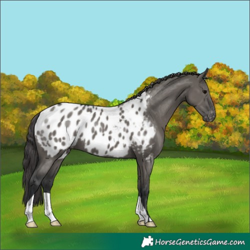 Horse Color:Grullo Appaloosa 