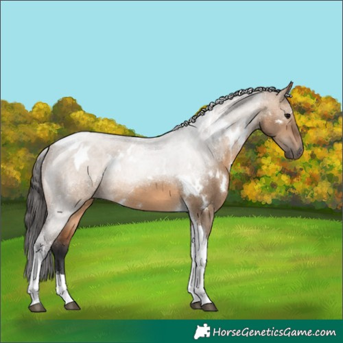 Horse Color:White Spotted Bay Dun Tobiano 