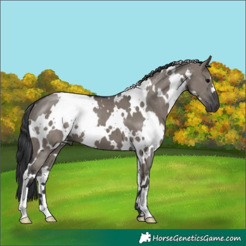 Horse Color:White Spotted Grullo