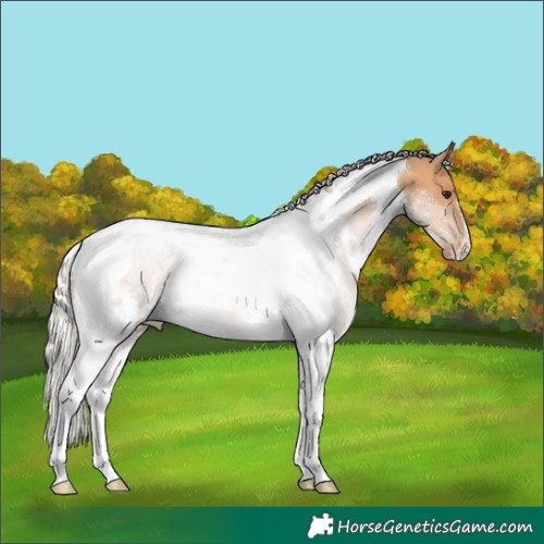 Horse Color:White Spotted Silver Bay Dun Tobiano Appaloosa 