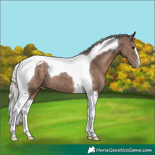 Horse Color:Silver Black Tobiano Appaloosa 