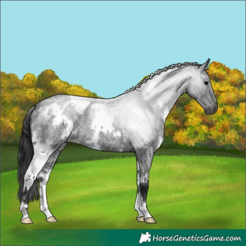 Horse Color:Gray White Spotted Blue Roan 