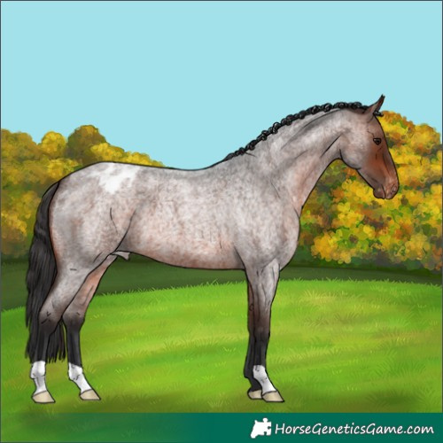Horse Color:Brown Roan Appaloosa 