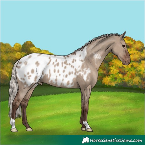 Horse Color:Silver Grullo Appaloosa 