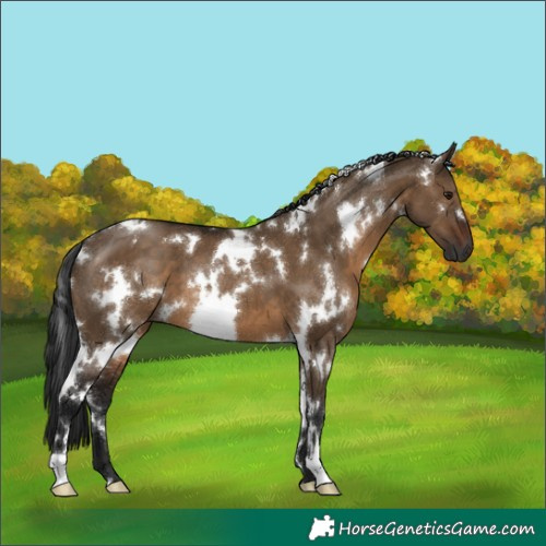 Horse Color:Gray White Spotted Brown Dun 