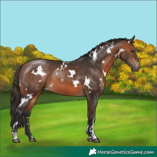 Horse Color:White Spotted Bay 