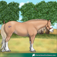 Horse Color:Gold Champagne Splash