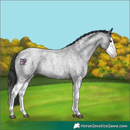 Horse Color:Blue Roan Splash