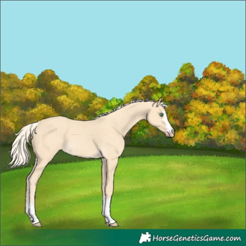 Horse Color:Gold Cream Champagne