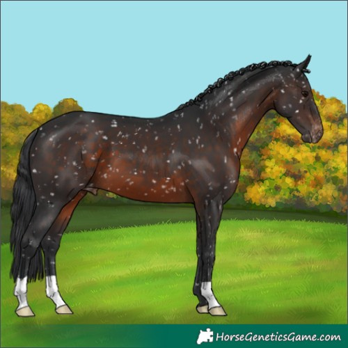Horse Color:Brown Appaloosa 