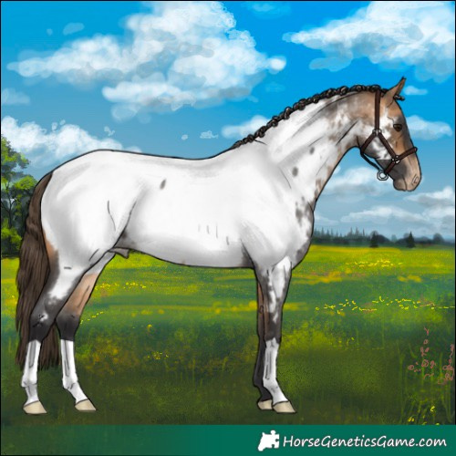 Horse Color:Buckskin Roan Near Fewspot 