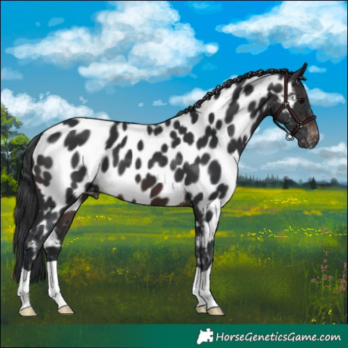 Horse Color:Brown Appaloosa