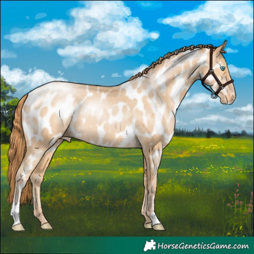 Horse Color:Buckskin Pearl Appaloosa 