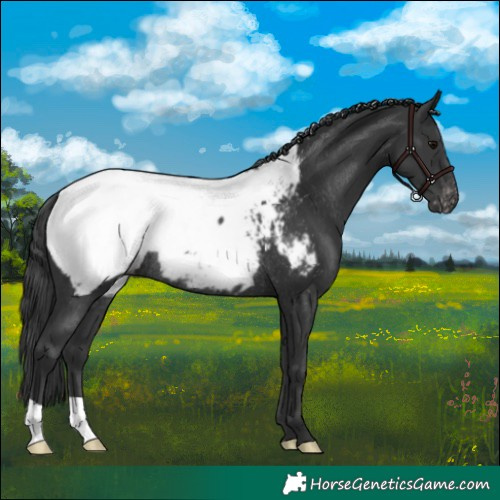 Horse Color:Black Near Fewspot Rabicano 
