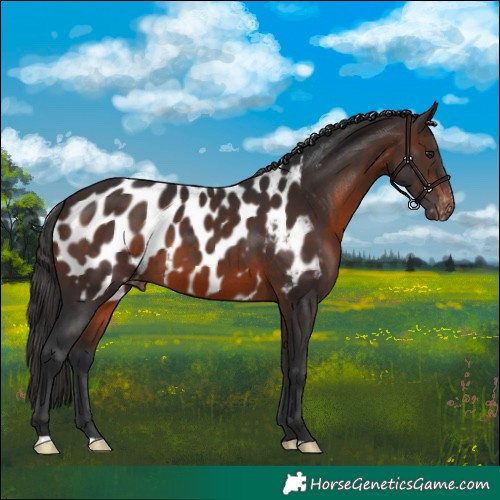 Horse Color:Brown Near Leopard 