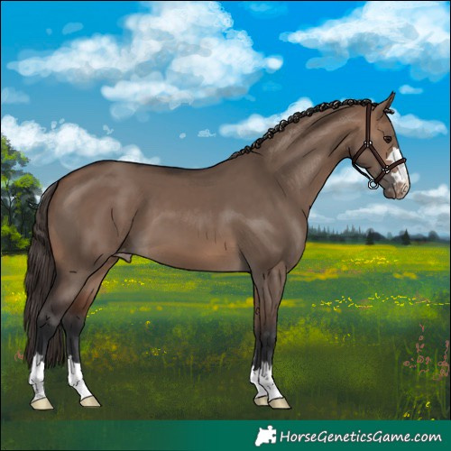 Horse Color:Brown Dun Varnish 
