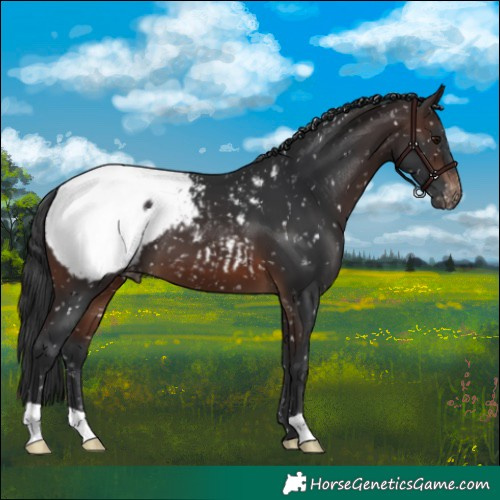Horse Color:Brown Appaloosa 