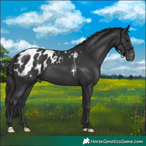 Horse Color:Black Appaloosa