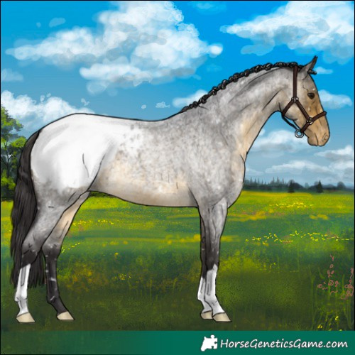 Horse Color:Buckskin Roan Snowcap 