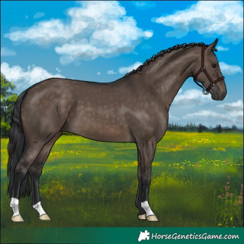 Horse Color:Brown Dun 